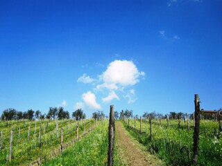 Vakantiehuis Capraia e Limite Buitenaudio-opname 21