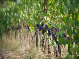 Maison de vacances Capraia e Limite  39