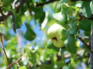 Vakantiehuis Capraia e Limite Buitenaudio-opname 14