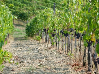 Casa de vacaciones Capraia e Limite  40