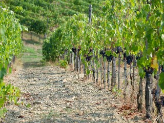 Ferienhaus Capraia e Limite  40