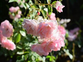 Vakantiehuis Vinci  38