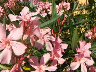 Type de propriété : Ferme Vinci  39