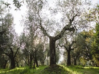 Ferienhaus Vinci Umgebung 25