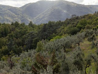 Vakantiehuis Incisa in Val d'Arno Omgeving 33