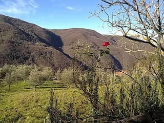 Apartment Incisa in Val d'Arno Environment 28