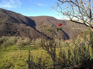 Appartement Incisa in Val d'Arno Environnement 33