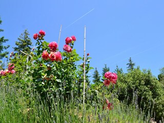 Cottage Massa e Cozzile Umgebung 19