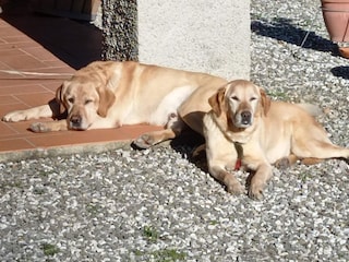 Holiday cottage Pescia  39