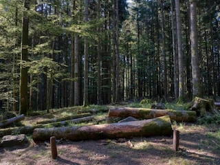 Farmhouse Ortignano Raggiolo Environment 31