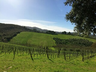 Fattoria Bucine Ambiente 33