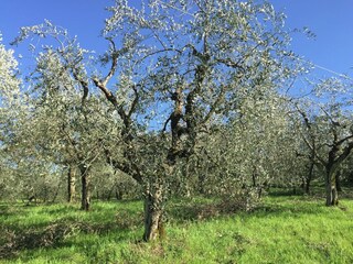 Farmhouse Bucine Environment 24