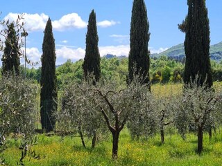 Fattoria Bucine Ambiente 35