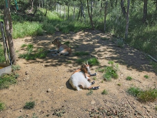 Fattoria Loro Ciuffenna  39