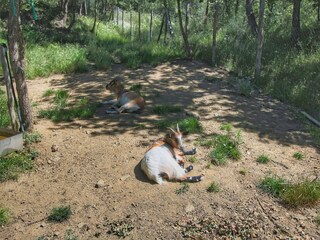 Farmhouse Loro Ciuffenna  33