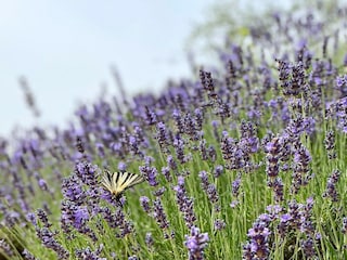 Casa vacanze Chiassa Superiore  39