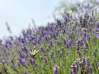 Vakantiehuisje Chiassa Superiore  39