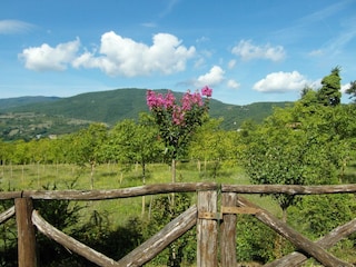 Ferienhaus Monterchi  40