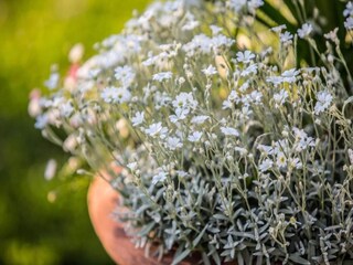 Type de propriété : Ferme Cortona Environnement 31