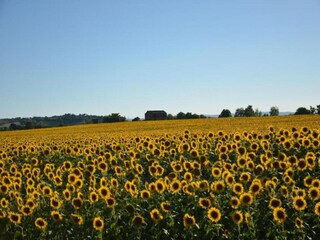 Farmhouse Cortona Environment 37