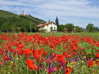 Farmhouse Castiglion Fiorentino Outdoor Recording 8