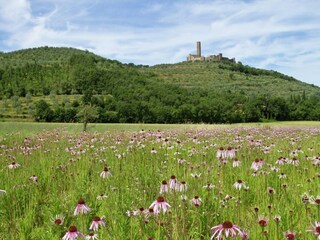 Maison de vacances Castiglion Fiorentino Environnement 32
