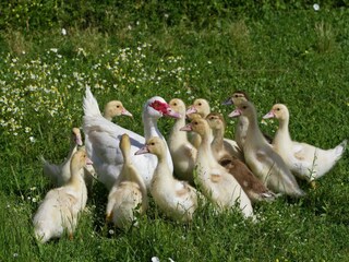 Type de propriété : Ferme Castiglion Fiorentino  37