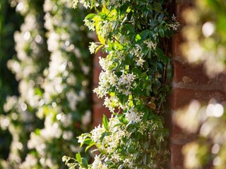 Casa per le vacanze Cortona Ambiente 23