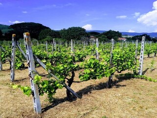 Landhaus Valiano Umgebung 26