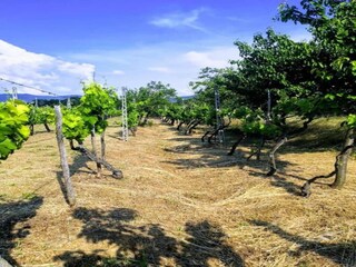 Casa de campo Valiano Entorno 36