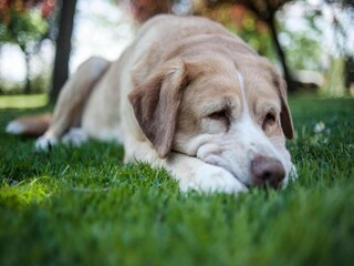 Maison de vacances Foiano della Chiana  38