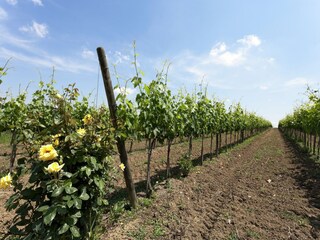 Holiday house Foiano della Chiana Environment 26