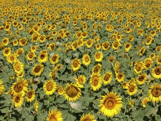 Casa per le vacanze Foiano della Chiana  40