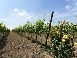 Holiday house Foiano della Chiana  34