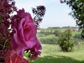 Casa per le vacanze Foiano della Chiana  33