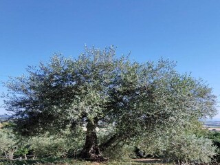 Holiday cottage Lucignano Environment 33