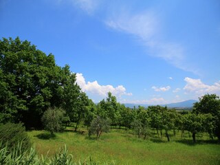 Villa Marciano della Chiana Entorno 28