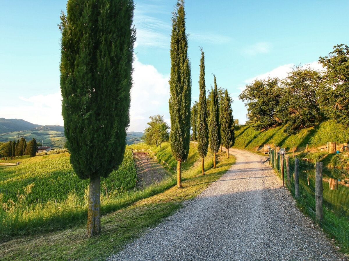 Bauernhof Radda in Chianti Umgebung 34