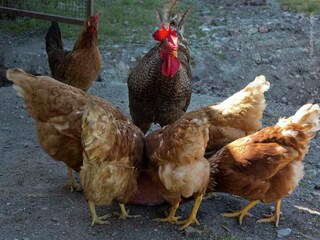 Casa de campo Radda in Chianti  40