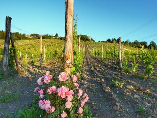 Apartamento Radda in Chianti Entorno 33