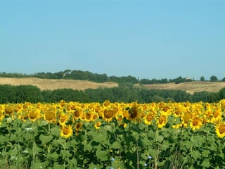 Farmhouse Buonconvento Environment 30