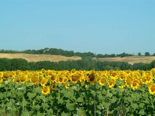 Type de propriété : Ferme Buonconvento Environnement 26