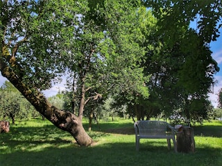 Ferienhaus Colle di Val d'Elsa Außenaufnahme 6