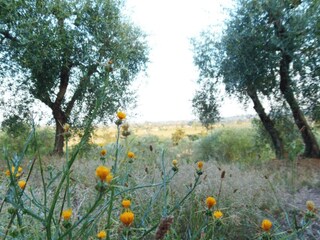 Vakantiehuisje Sinalunga Omgeving 30