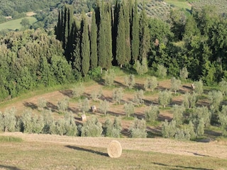 Villa Sinalunga Environment 22