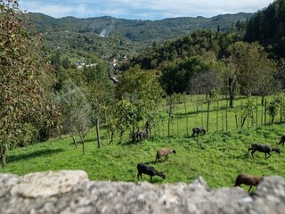 Appartement Casola in Lunigiana Buitenaudio-opname 10