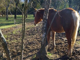 Casa per le vacanze Tresana Ambiente 37