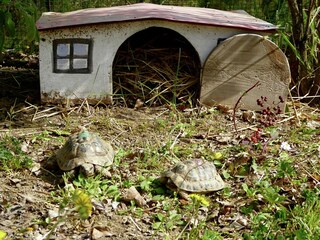 Villa Camporgiano  40