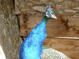 Villa Camporgiano  36