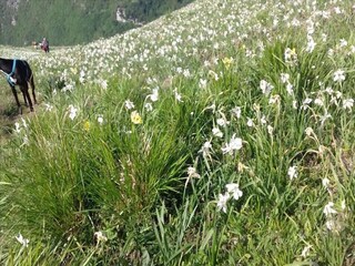Casa per le vacanze Pescaglia Ambiente 26